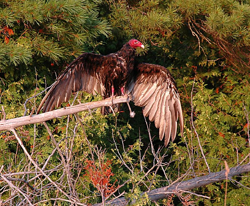 Old Island wildlife-2